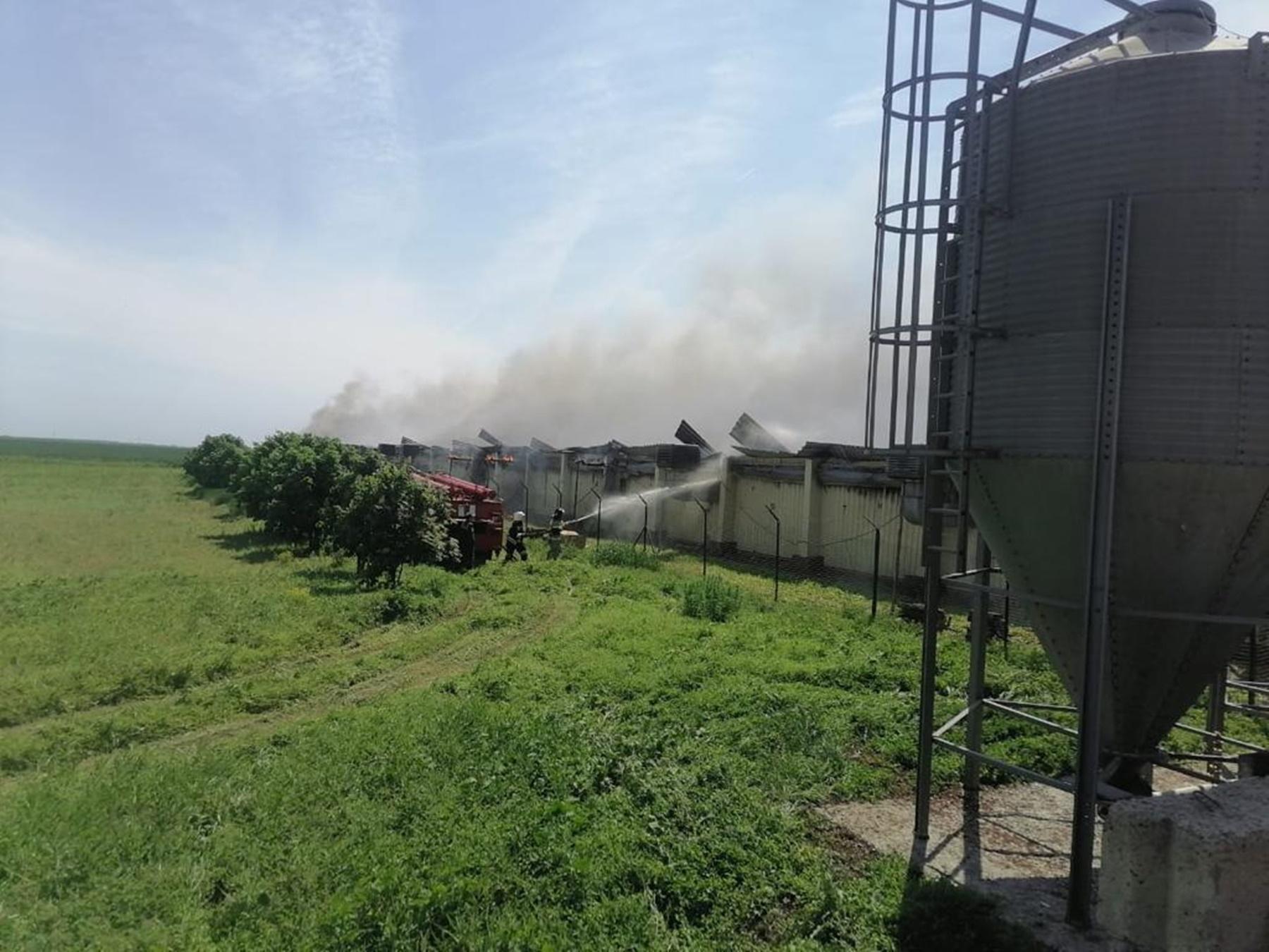 Ущерб от пожара на свиноферме в Каменском районе оценили в 50 млн рублей