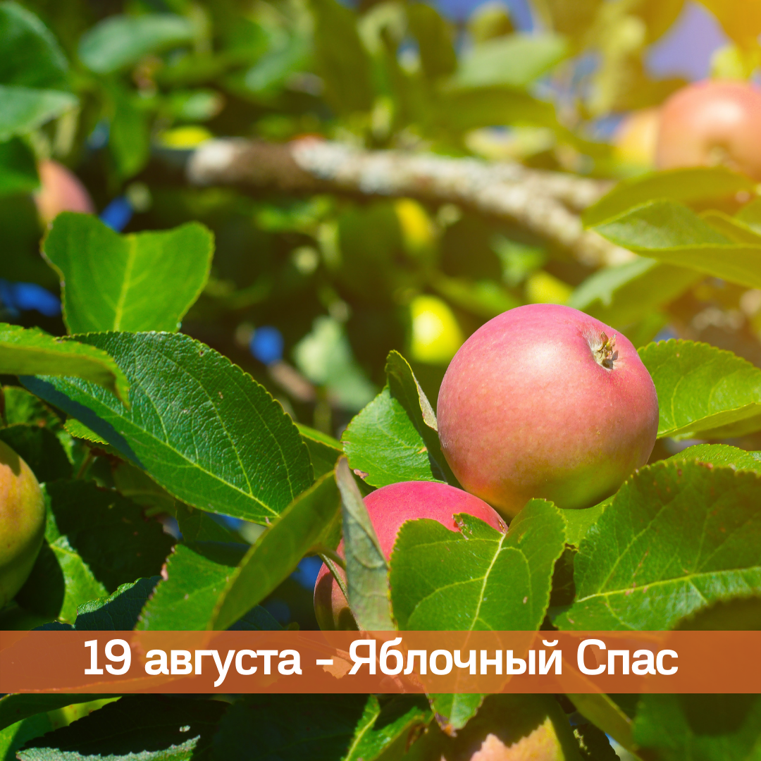 19 августа — Яблочный Спас