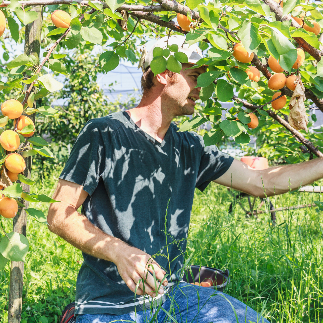 Российские производители фруктов попросили власти ограничить ввоз импорта