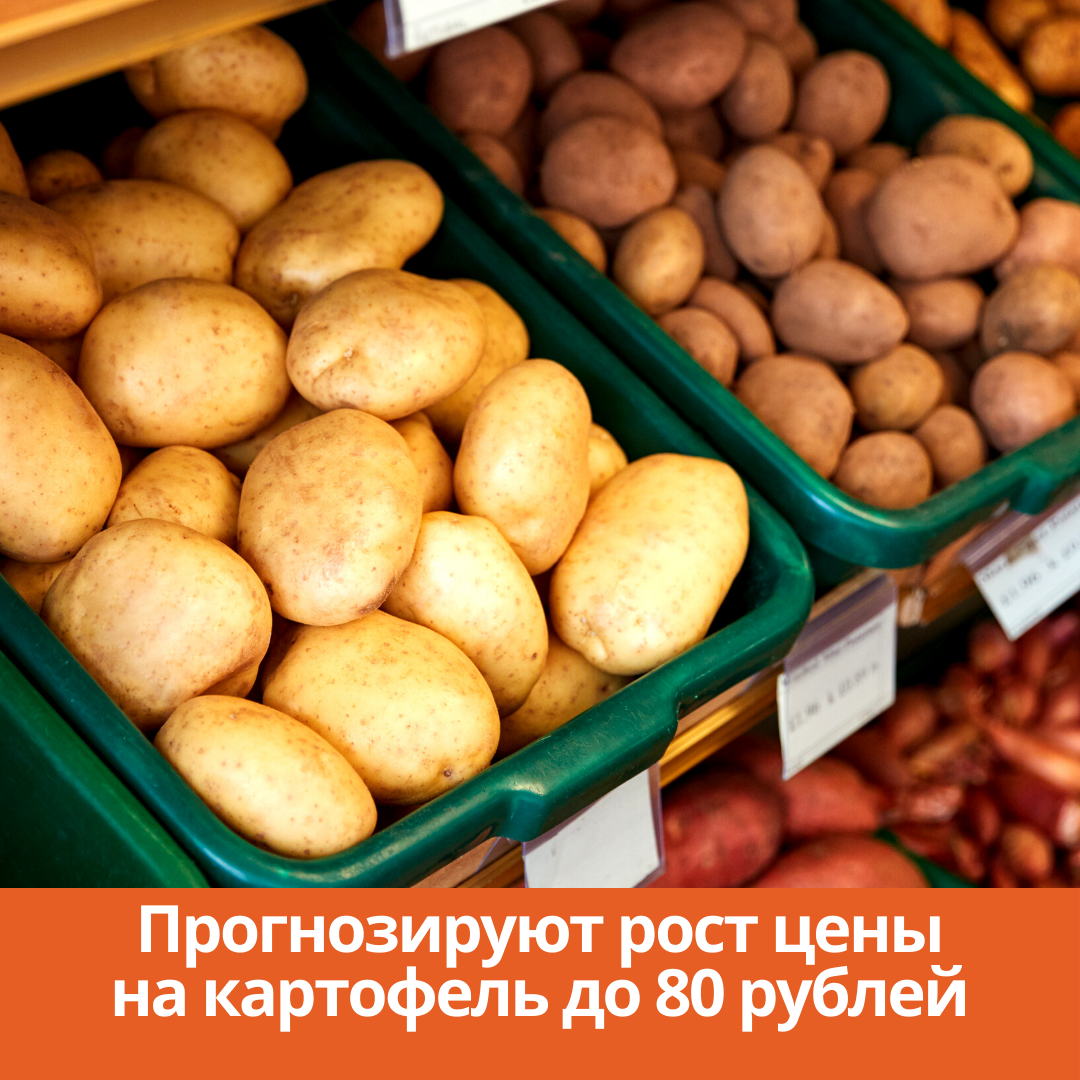 Прогнозируют рост цены на картофель до 80 рублей