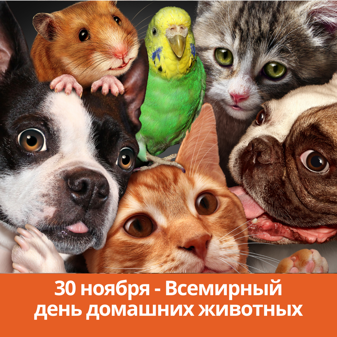 30 ноября — Всемирный день домашних животных