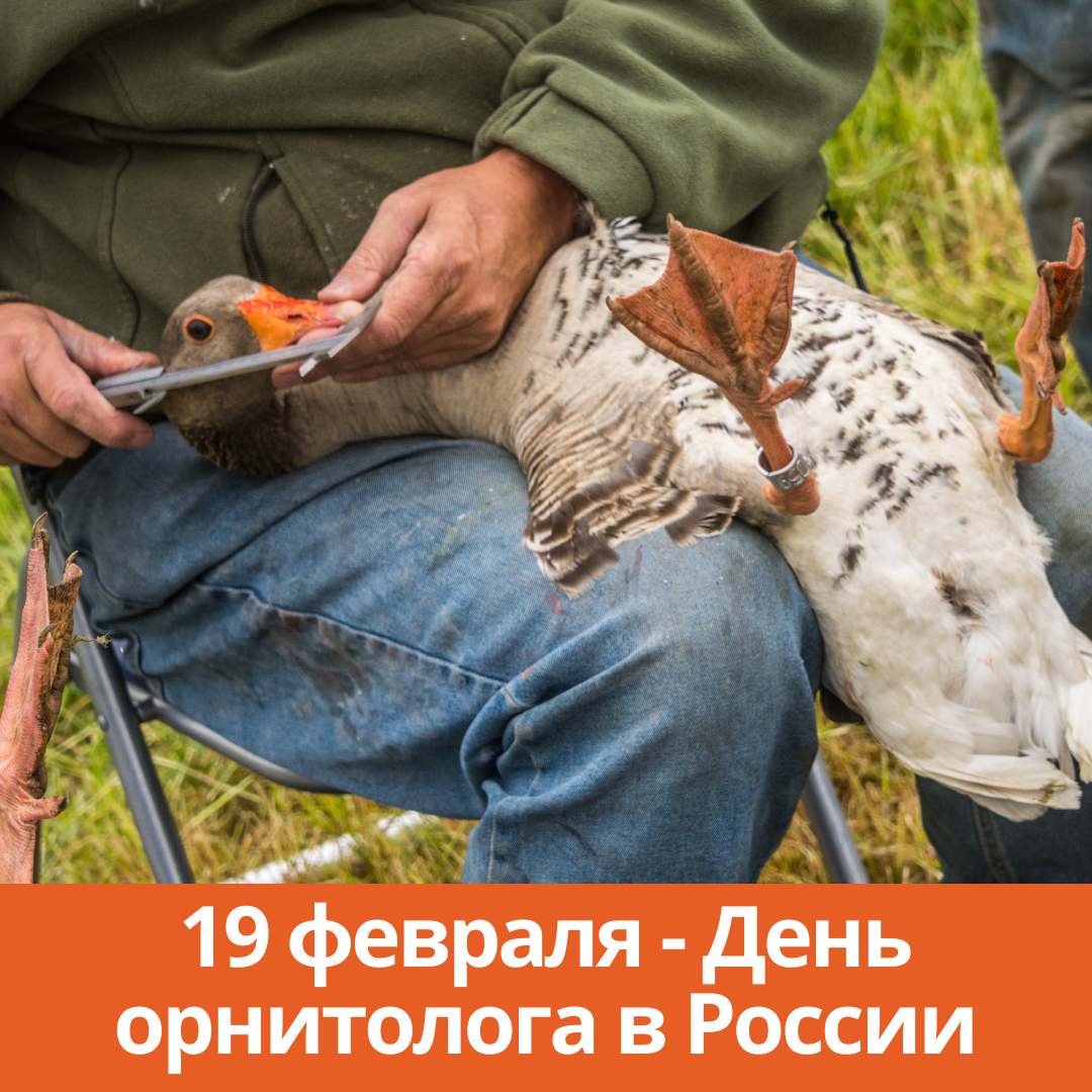 19 февраля — День орнитолога в России
