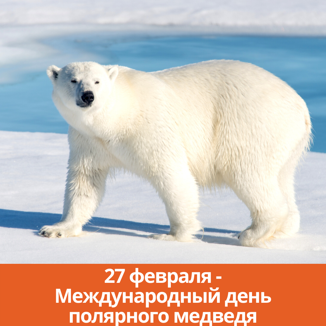 27 февраля — Международный день полярного медведя