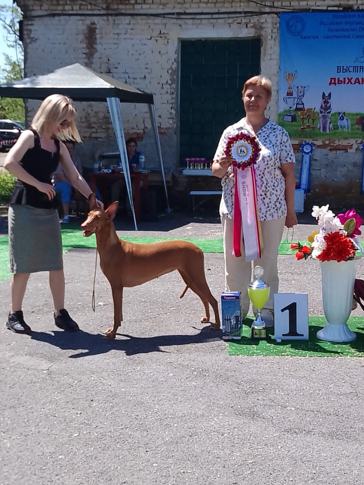 Фараонова собака стала лучшей на выставке в Каменске-Шахтинском