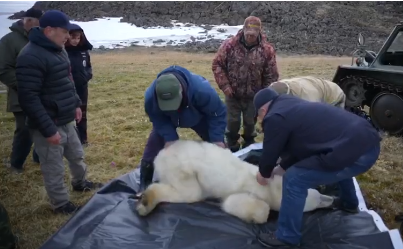 Белую медведицу спасли и вернули в среду обитания