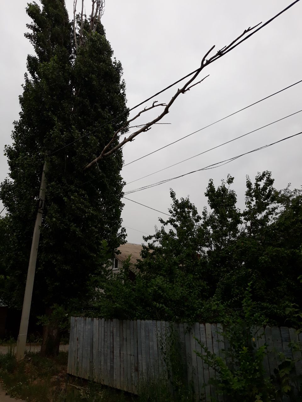 В Каменске-Шахтинском уже десять дней лежит на проводах ствол дерева!