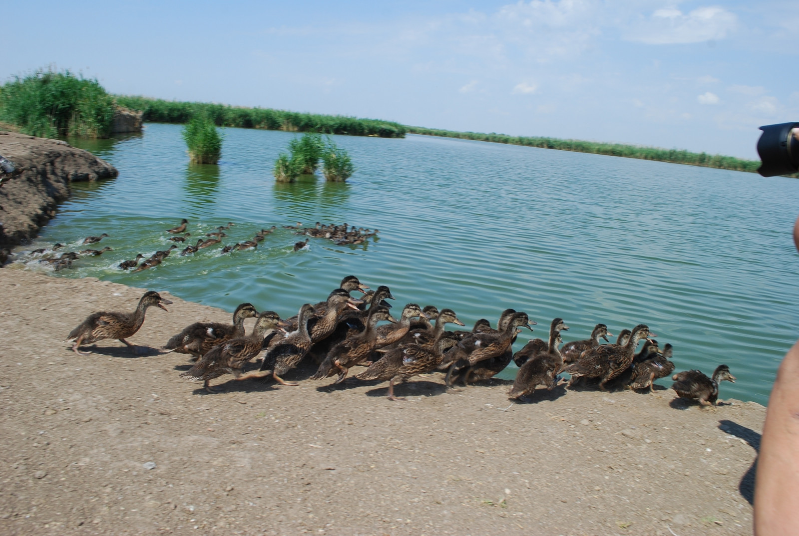 В Веселовское водохранилище выпущено более 300 серых гусей и уток-крякв