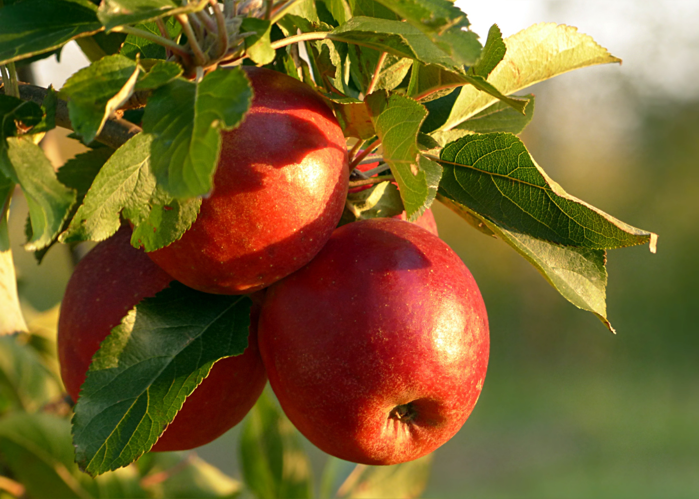 19 августа — Яблочный Спас