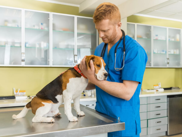 31 августа — День ветеринарного работника
