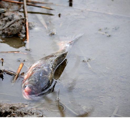 Росприроднадзор предупреждает о возможном заморе рыбы в донских водоёмах
