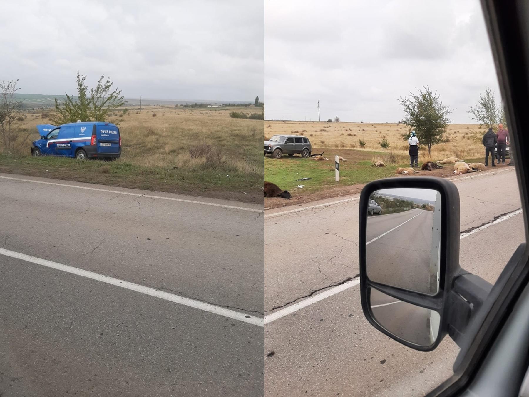 В Ростовской области водитель машины «Почты России» сбил стадо баранов