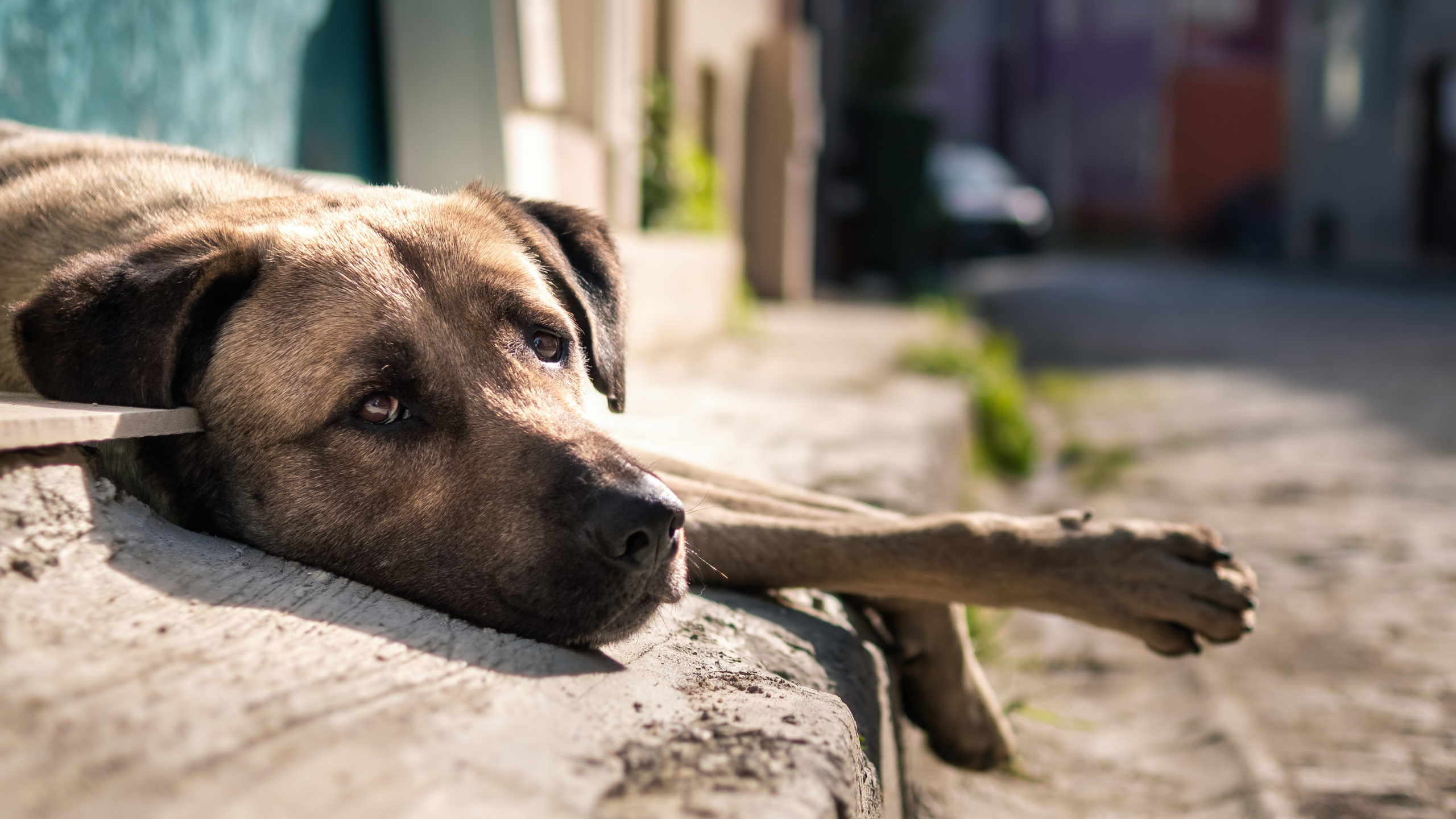 Защищать людей от собак с 1 марта будут по новым правилам