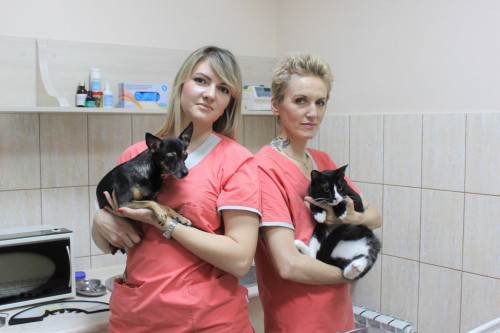 Жители Ростовской области смогут стерилизовать домашних питомцев со скидкой