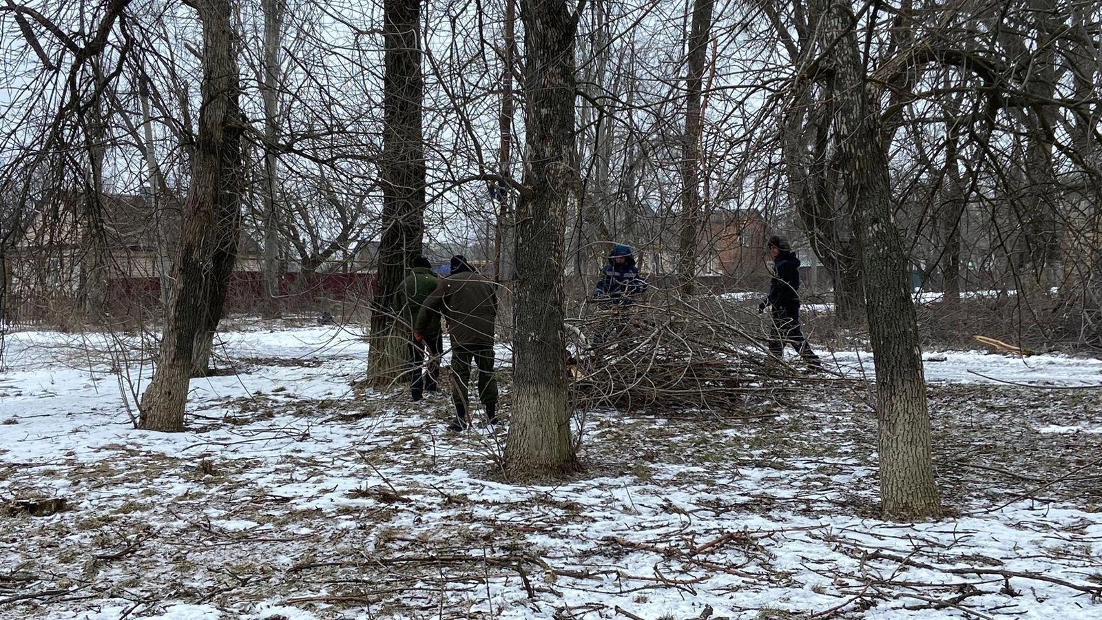 Жители Каменска-Шахтинского просят убрать опасные деревья