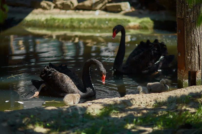 В парке птиц «Малинки» чёрные лебеди стали родителями!